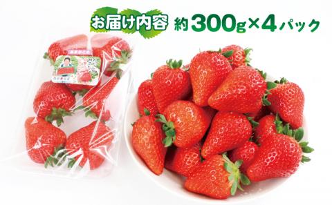 いちご 甘み たっぷり あまおとめ 1.2kg ( 300g × 4パック ) 西田農園 先行予約 甘い あまい 苺 イチゴ ストロベリー 旬 果物 フルーツ 朝食 ヨーグルト スムージー デザート スイーツ ジャム おやつ  数量限定 国産 愛媛 宇和島 F015-124001