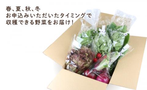 季節のおまかせ 野菜 セット はまだ農園 やさい 野菜セット 美味しい 新鮮 小分け 季節 お任せ 食べ比べ 旬野菜 旬 詰め合わせ 季節限定 季節野菜 フレッシュ yasai 農家直送 産地直送 数量限定 国産 愛媛 宇和島 F010-139001