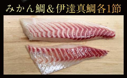 【食べ比べセット】 刺身 みかん 鯛 ＆ 伊達 真鯛 270g 〜 350g  宇和島プロジェクト 魚  海鮮 新鮮 産地直送 養殖 真鯛 D012-071003