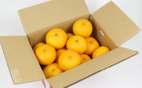 愛媛みかん 甘夏 9kg 家庭用 誉農園 初夏の蜜柑 夏みかん 甘夏みかん 甘夏柑 マーマレード あまなつ 愛媛ミカン 愛媛蜜柑 みかん 蜜柑 mikan 果物 くだもの フルーツ 柑橘 みかん 蜜柑 数量限定 農家直送 産地直送 国産 愛媛 宇和島 B012-138005