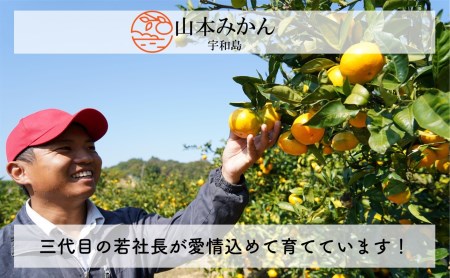 温州みかん 5kg 特別栽培米 コシヒカリ 3kg 計 8kg セット 山本みかん ふるさと納税限定 先行予約 早生 南柑20号 みかん mikan 蜜柑 果物 くだもの フルーツ 柑橘 ギフト 米 特別栽培 ご飯 お米 産地直送 数量限定 国産 愛媛 宇和島 B012-038002