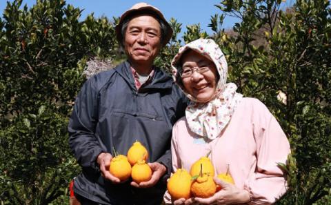 不知火 5kg 有機肥料栽培 完熟 ほんとのみかん清家農園 しらぬい 先行予約 高級柑橘 果物 くだもの フルーツ 柑橘 みかん 蜜柑 mikan 高級 愛媛県産 愛媛ミカン 愛媛蜜柑 愛媛みかん 有機肥料 数量限定 産地直送 農家直送 国産 愛媛 宇和島 B018-040001