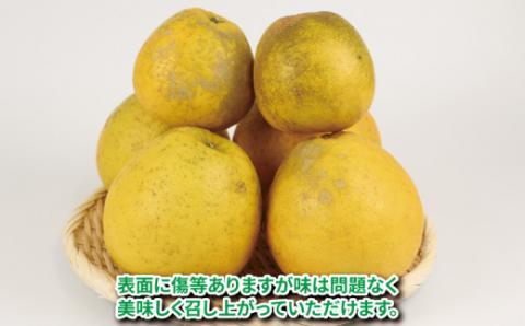 河内晩柑 有機肥料栽培 7kg 20個前後 ほんとのみかん清家農園 先行予約 晩柑 かわちばんかん 和製 グレープフルーツ 果物 くだもの フルーツ 柑橘 みかん 蜜柑 mikan 愛媛ミカン 愛媛蜜柑 愛媛みかん 農家直送 産地直送 数量限定 国産 愛媛 宇和島 B016-040003
