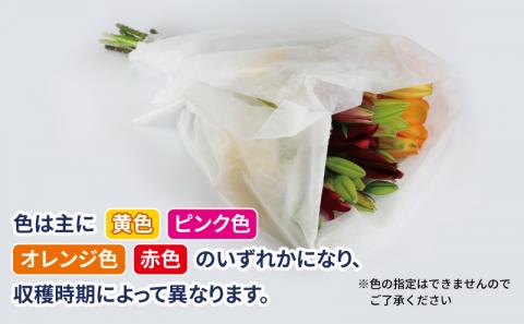 花束 ユリ 約10本 LA スカシユリ 百合 古岩園芸 花 花束 生花 切花 切り花 つぼみ 蕾 誕生日 記念日 プレゼント フラワー インテリア 自宅用 大輪花 国産 愛媛 宇和島 F012-049002