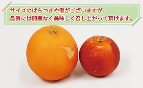 訳あり ブラッドオレンジ・モロ 5kg 大田農園 オレンジ 果物 フルーツ 柑橘 みかん 国産 愛媛 宇和島 産地直送 農家直送 数量限定 B012-121004