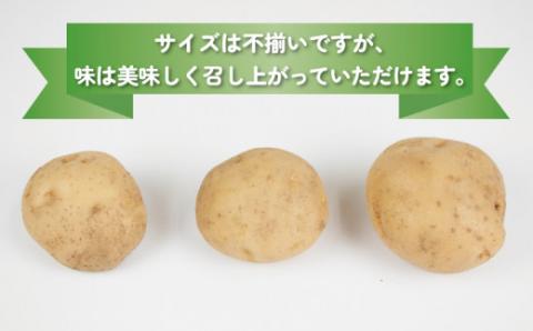 じゃがいも 男爵いも 5kg 宇和島市遊子産 NPO法人段畑を守ろう会 先行予約 野菜 やさい ジャガイモ 男爵 芋 不揃い 産地直送 特産品 馬鈴薯 ばれいしょ いも 根菜 ポテト お芋 ジャガ芋 農家直送 産地直送 数量限定 国産 愛媛 宇和島 F012-051001