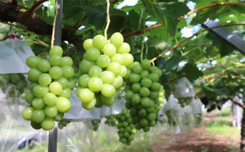 数量限定 大粒 種無し シャインマスカット 1.2kg 2房 若宮農園 甘い マスカット ぶどう 葡萄 産地直送 農家直送 高級 人気 果物 フルーツ 国産 愛媛 宇和島 F016-152001