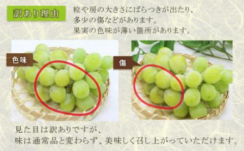訳あり シャインマスカット 1kg ( 2～3房 ) マル南フルーツ 数量限定 大粒 種無し 甘い マスカット ぶどう 果物 フルーツ 国産 愛媛 宇和島 F012-106028