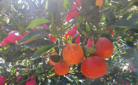 ブラッドオレンジ タロッコ 4.5kg ブラッド オレンジ 愛媛みかん オレンジ つばさ農園 ブラッド オレンジ B010-048003