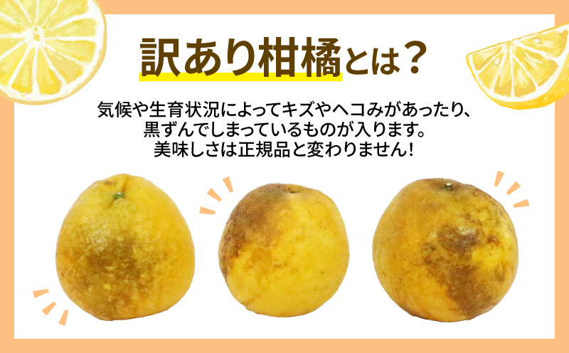 愛媛みかん 訳あり 河内晩柑 10kg ワールドファーマーズ 先行予約 わけあり 愛媛ミカン 愛媛蜜柑 mikan 晩柑 かわちばんかん 和製 グレープフルーツ 果物 フルーツ 柑橘 みかん 蜜柑 産地直送 農家直送 数量限定 国産 愛媛 宇和島 B010-024026