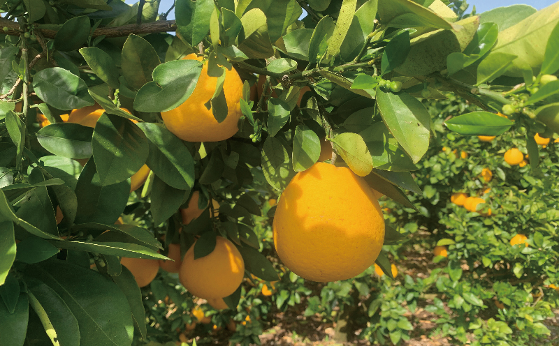 家庭用 愛媛みかん 木成り 河内晩柑 7kg 南四国ファーム 先行予約 晩柑 かわちばんかん 和製 グレープフルーツ 果物 くだもの フルーツ 柑橘 みかん 蜜柑 爽やかみかん 宇和島みかん 吉田みかん 河内晩柑みかん 数量限定 産地直送 国産 愛媛 宇和島 B010-035013