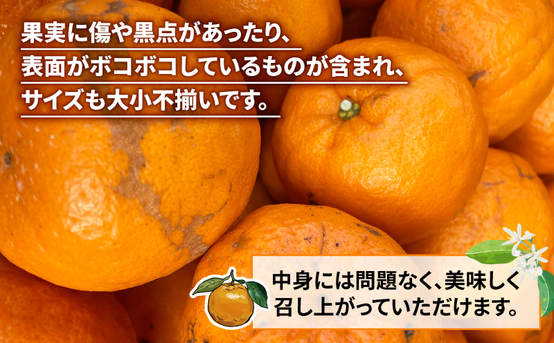 訳あり ぽんかん 10kg 南四国ファーム ポンカン 先行予約 柑橘 みかん 蜜柑 mikan 甘い コク 酸味 果物 くだもの フルーツ 愛媛ミカン 愛媛蜜柑 愛媛みかん 訳アリ 訳あり品 訳有り わけあり 数量限定 産地直送 農家直送 国産 愛媛 宇和島 B010-035017