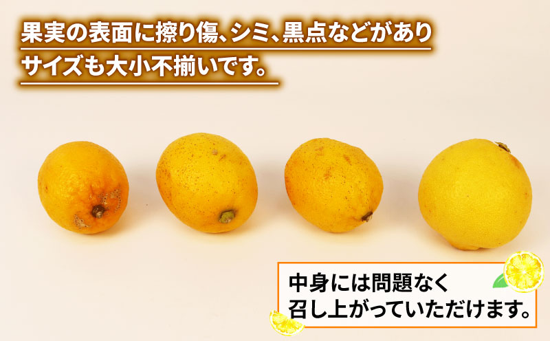 訳あり レモン 約5kg 南四国ファーム 先行予約 わけあり れもん 檸檬 remon レモン 果汁 酸味 爽やか 果実 サワー ジュース チューハイ 果物 くだもの ビタミン フルーツ 柑橘 産地直送 数量限定 国産 愛媛 宇和島 B010-035019