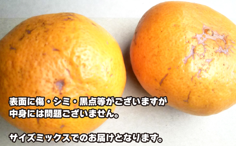 訳あり 早生 6kg ふるくとファーム かなこちゃんち 果物 くだもの フルーツ 柑橘 みかん 蜜柑 mikan ビタミンC たっぷり 愛媛ミカン 愛媛蜜柑 愛媛みかん 農家直送 産地直送 数量限定 国産 愛媛 宇和島 B010-037004
