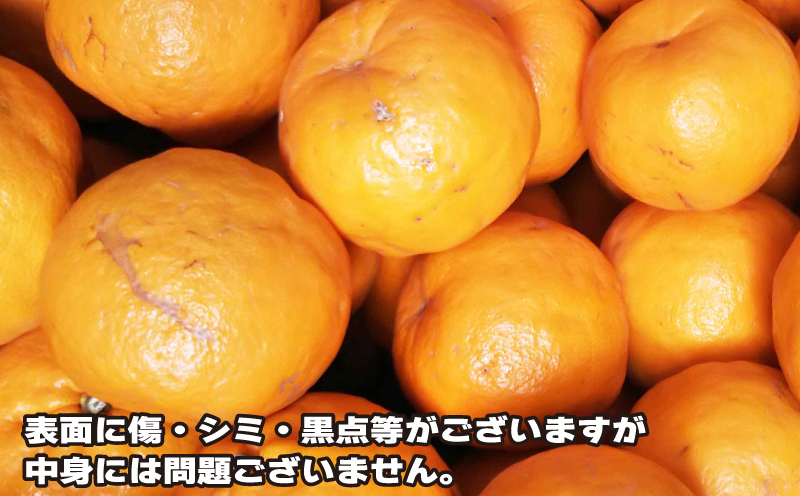 訳あり ポンカン みかん 約5.5kg 2月頃発送予定！ ふるくとファーム 先行予約 かなこちゃん サイズ混合 わけあり 今津 果物 くだもの フルーツ 柑橘 かんきつ 人気 蜜柑 濃厚 甘い 甘味 農家直送 産地直送 数量限定 国産 愛媛 宇和島 B010-037006