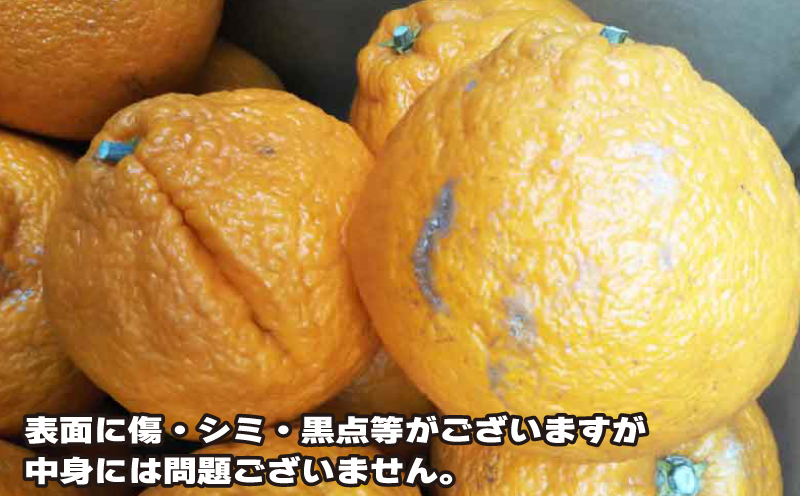 訳あり 不知火 約5.5kg ふるくとファーム しらぬい 先行予約 果物 くだもの わけあり 訳あり品 フルーツ 柑橘 蜜柑 みかん 不知火みかん mikan ミカン グルメ お取り寄せ 訳アリ 訳あり品 デザート 愛媛県産 愛媛みかん 愛媛ミカン 愛媛蜜柑 数量限定 国産 愛媛 宇和島 B010-037008