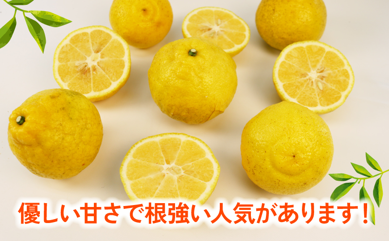 先行予約 はるか 9kg 家庭用 つばさ農園 B010-048002