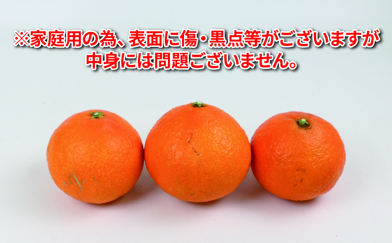 愛果28号 2.5kg 家庭用 つばさ農園 B010-048010