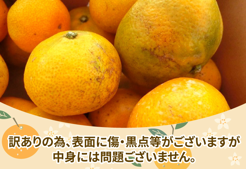訳あり 愛媛 みかん 早生 温州 10kg 陽だまりミカン 早生温州 早生みかん 温州みかん 果物 くだもの フルーツ 柑橘 蜜柑 農家直送 産地直送 数量限定 国産 愛媛 宇和島 B010-050006