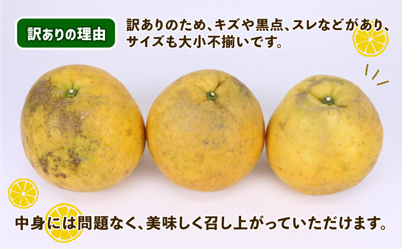 訳あり 河内晩柑 10㎏ 晩柑 かわちばんかん 陽だまりミカン 晩柑 和製 グレープフルーツ 果物 フルーツ 柑橘 みかん 蜜柑 産地直送 農家直送 数量限定 国産 愛媛 宇和島 B010-050007