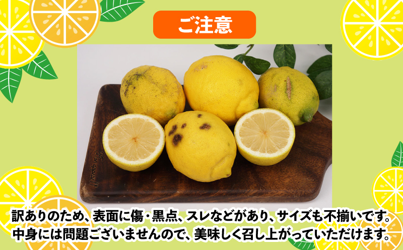 訳あり レモン 5.5㎏  不揃い 陽だまりミカン わけあり 檸檬 れもん レモン果汁 酸味 高級 果物 くだもの 愛媛県産 訳アリ 訳あり品 訳有り ビタミン 健康 フルーツ 柑橘 みかん 蜜柑 産地直送 数量限定 国産 愛媛 宇和島 B010-050008