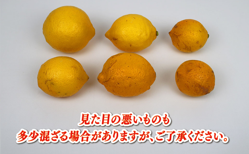 レモン 家庭用 4kg サイズ不揃い 兵頭農園 れもん 檸檬 レモン果汁 酸味 爽やか 果実 サワー ジュース チューハイ remon 青レモン 果物 くだもの ビタミン フルーツ 柑橘 農家直送 産地直送 数量限定 国産 愛媛 宇和島 B010-055008