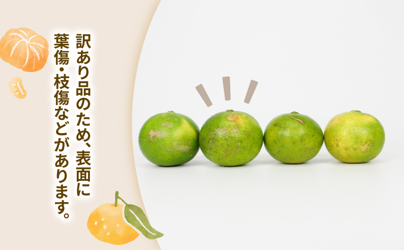 みかん 訳あり 極早生みかん 9kg 先行予約 玉津柑橘倶楽部 ミカン 温州みかん 温州 甘い さっぱり 爽やか 酸味 果物 くだもの フルーツ 柑橘 mikan 蜜柑 愛媛蜜柑 愛媛みかん わけあり 訳あり品 サイズ 不揃い 産地直送 数量限定 国産 愛媛 宇和島 B010-072029