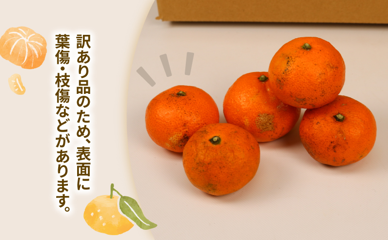 蜜柑 訳あり 小玉 温州みかん 南柑20号 10kg 玉津柑橘倶楽部 温州 みかん 小玉みかん 中生 甘い 果物 くだもの フルーツ 柑橘 mikan 愛媛蜜柑 愛媛みかん 愛媛ミカン ミカン わけあり サイズ 不揃い 産地直送 数量限定 国産 愛媛 宇和島 B010-072031