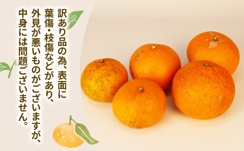 【訳あり】 清見 みかん 8kg 玉津柑橘倶楽部 愛媛 果物 フルーツ タンゴール mikan B010-072033