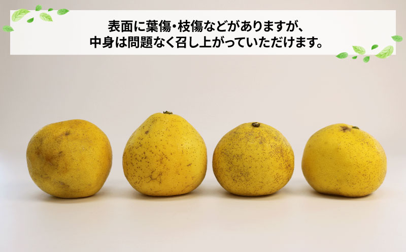 訳あり 文旦 約7kg 玉津柑橘倶楽部 先行予約 サイズ 不揃い ザボン ぶんたん ボンタン 果実 果物 くだもの フルーツ 柑橘 愛媛蜜柑 愛媛みかん 訳アリ わけあり 訳あり品 産地直送 数量限定 国産 愛媛 宇和島 B010-072046