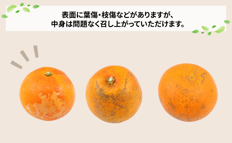 訳あり ブラッドオレンジ タロッコ 約5kg 玉津柑橘倶楽部 先行予約 サイズ 不揃い オレンジ 果実 果物 くだもの フルーツ 柑橘 愛媛蜜柑 愛媛みかん mikan 訳アリ わけあり 訳あり品 産地直送 数量限定 国産 愛媛 宇和島 B010-072047