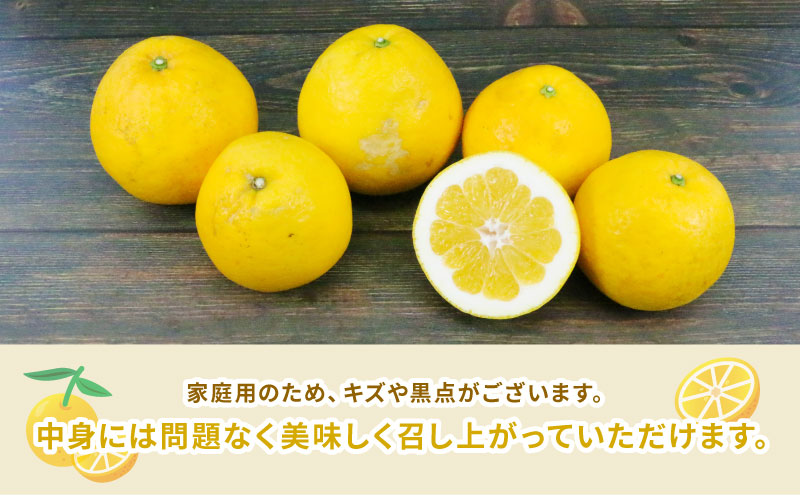 河内晩柑 8kg ハマみかん 先行予約 家庭用 蜜柑 mikan グレープフルーツ 果物 くだもの 産地直送 農家直送 数量限定 国産 愛媛 宇和島 B010-075010