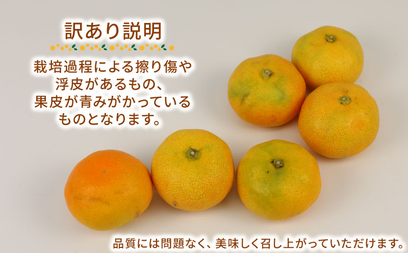 訳あり 温室みかん 7月～8月上旬発送 ハマみかん 温州みかん 温室蜜柑 ハウス栽培 ハウスみかん 訳アリ 訳あり品 ふるさと納税訳あり 興津 早生 ハウス みかん mikan 果物 フルーツ 柑橘 蜜柑 愛媛ミカン 愛媛蜜柑 愛媛みかん 農家直送 産地直送 数量限定 国産 愛媛 宇和島 B010-075012