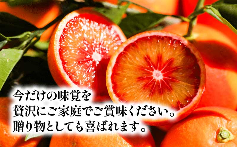 先行予約 贈答用 おまかせ ブラッドオレンジ モロ タロッコ 3kg YAMAUCHI FARM 愛媛みかん 愛媛蜜柑 愛媛ミカン オレンジ 玉津 みかん mikan 果物 フルーツ 柑橘 濃厚 甘い 甘味 蜜柑 産地直送 農家直送 数量限定 国産 愛媛 宇和島 B010-084004