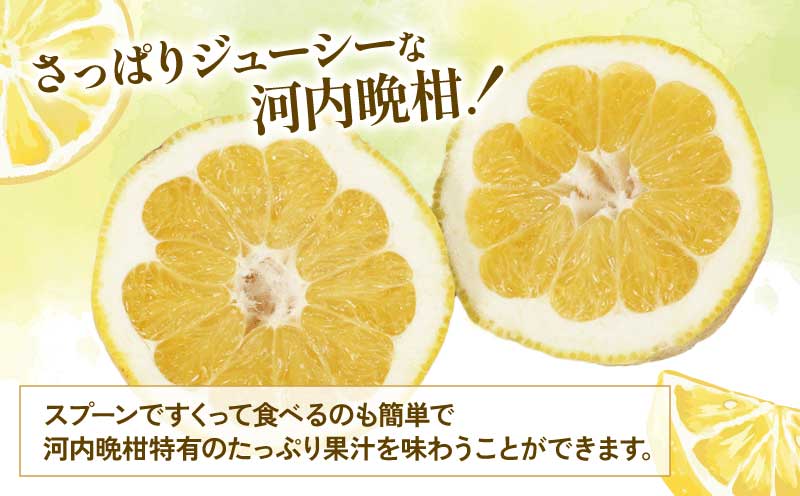 贈答用 河内晩柑 3kg YAMAUCHI FARM 晩柑 かわちばんかん 和製 グレープフルーツ 愛媛みかん 愛媛蜜柑 愛媛ミカン mikan 先行予約 果物 フルーツ くだもの 柑橘 さっぱり 蜜柑 ギフト 産地直送 農家直送 数量限定 国産 愛媛 宇和島 B010-084005