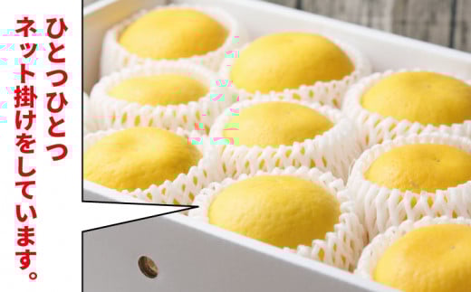 贈答用 河内晩柑 3.5kg 特選 ネット掛け フレッシュつちやま 先行予約 晩柑 かわちばんかん 和製 グレープフルーツ 贈答品 ギフト プレゼント 高級 果物 くだもの フルーツ 柑橘 愛媛みかん みかん mikan 蜜柑 産地直送 数量限定 国産 愛媛 宇和島 B010-096002