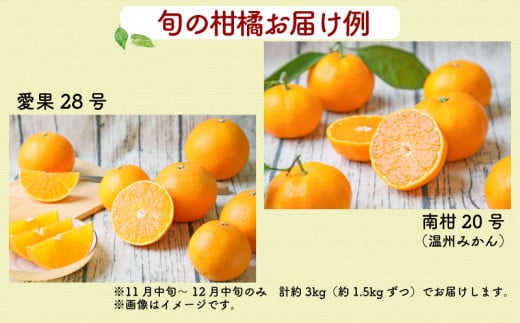 【品種おまかせ】柑橘  詰合せ セット 3~5kg 家庭用 フレッシュつちやま 先行予約 みかん mikan 蜜柑 愛媛 果物 くだもの フルーツ B010-096011