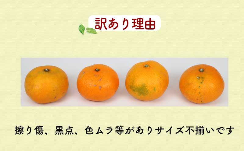 訳あり 吉田 柑橘 10kg 旬 季節 の 柑橘 フレッシュつちやま 品種 お任せ 果物 くだもの フルーツ 柑橘 訳アリ ワケアリ 愛媛みかん みかん mikan 蜜柑 産地直送 数量限定 国産 愛媛 宇和島 B010-096035