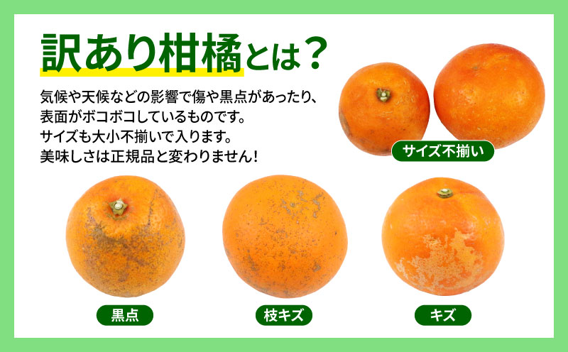 訳あり ブラッドオレンジ タロッコ 5kg サイズ 不揃い マル南フルーツ 先行予約 果物 オレンジ フルーツ 柑橘 みかん 国産 愛媛 宇和島 産地直送 農家直送 数量限定 B010-106011