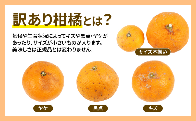 愛媛みかん 訳あり 清見タンゴール 5kg マル南フルーツ 先行予約 わけあり タンゴール オレンジ きよみ 清見オレンジ 清見みかん 清見蜜柑 清見 愛媛ミカン 愛媛蜜柑 蜜柑 みかん mikan 果物 くだもの フルーツ 柑橘 数量限定 国産 愛媛 宇和島 B010-106024