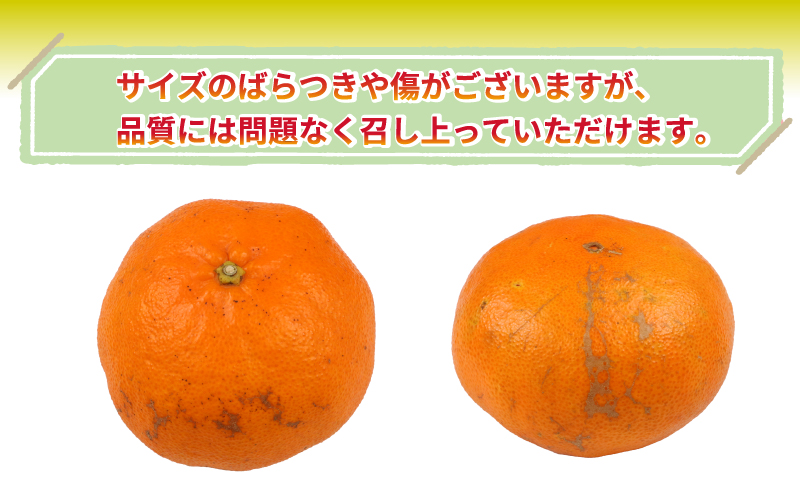愛媛みかん 訳あり 甘平 3kg 誉農園 高級 愛媛 限定 ブランド 品種 愛媛ミカン 愛媛蜜柑 みかん 蜜柑 mikan 高級柑橘 果物 くだもの フルーツ 柑橘 みかん 蜜柑 数量限定 農家直送 産地直送 国産 愛媛 宇和島 B010-138013