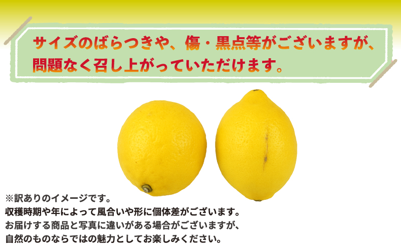 訳あり レモネード レモン 3kg 誉農園 国産 先行予約 希少 果汁 酸味 甘い 爽やか 果実 果物 くだもの フルーツ ビタミン 健康 柑橘 みかん 蜜柑 mikan 数量限定 農家直送 産地直送 国産 愛媛 宇和島 B010-138014