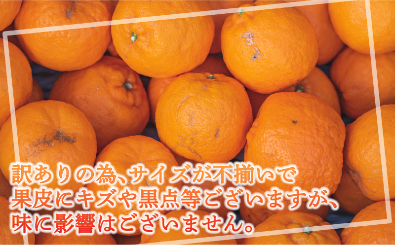 訳あり ポンカン 5kg 壱果樹園 わけあり 今津ポンカン ぽんかん 果物 くだもの フルーツ 柑橘 蜜柑 産地直送 数量限定 国産 愛媛 宇和島 B010-141004