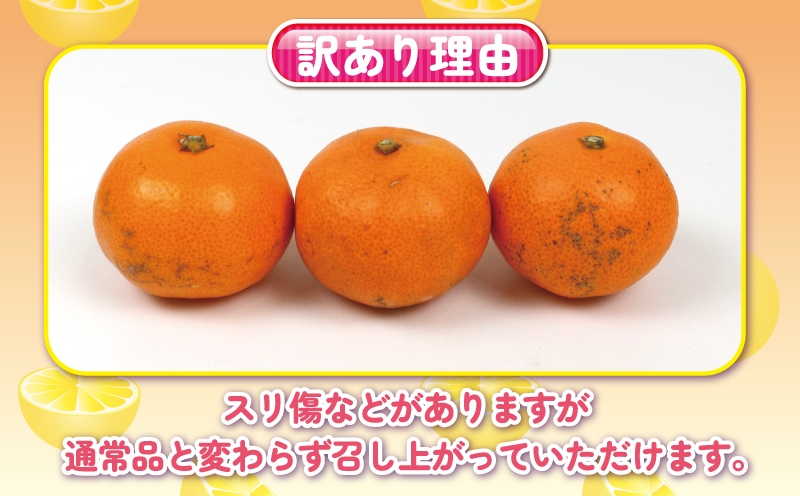 みかん 訳あり 完熟 プチ みかん 早生みかん 5kg 杉本屋 完熟みかん mikan わけあり 小玉みかん 小みかん 愛媛みかん 愛媛蜜柑 温州 早生温州 温州みかん 果物 くだもの フルーツ 柑橘 みかん 蜜柑 産地直送 数量限定 国産 愛媛 宇和島 B010-143003