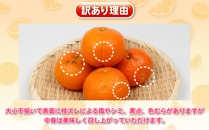 愛媛みかん 訳あり 伊予柑 5kg 杉本屋 わけあり 先行予約 予約受付 いよかん イヨカン 蜜柑 mikan 愛媛みかん 愛媛蜜柑 愛媛ミカン 柑橘 果物 くだもの 愛媛県産 ミカン 宇和島みかん フルーツ 数量限定 産地直送 数量限定 国産 愛媛 宇和島 B010-143006