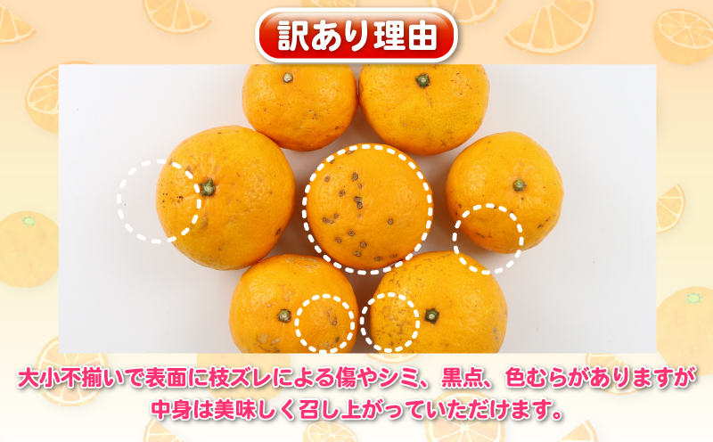 訳ありみかん ひめのつき 5kg 甘い 香り 爽やか 杉本屋 訳あり 訳あり品 わけあり 果物 くだもの フルーツ 柑橘 蜜柑 グルメ お取り寄せ デザート mikan ミカン 愛媛県産 愛媛みかん 愛媛ミカン 産地直送 数量限定 国産 愛媛 宇和島 B010-143007