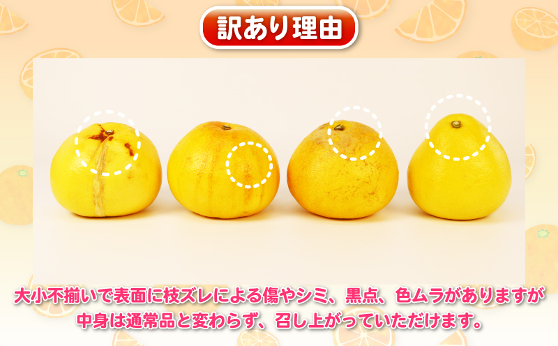 【産地直送】訳あり 土佐文旦 8kg 杉本屋 文旦 グレープフルーツ 愛媛みかん 蜜柑 mikan 果物 くだもの 国産 愛媛 宇和島 B010-143010