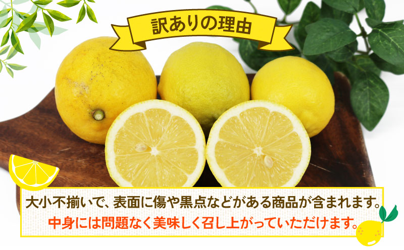 訳あり レモン 5kg  杉本屋 先行予約 わけあり れもん 檸檬 レモン果汁 酸味 高級 爽やか 果実 サワー ジュース チューハイ remon 青レモン れもん 檸檬 果物 くだもの ビタミン フルーツ 柑橘 農家直送 産地直送 数量限定 国産 愛媛 宇和島 B010-143012