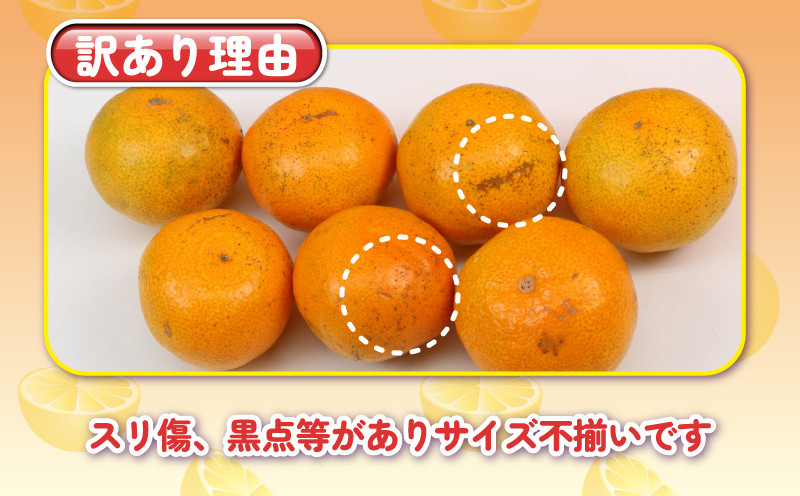 訳あり プチ みかん 南柑20号 5kg 杉本屋 わけあり 訳あり品 訳アリ 小玉みかん 小みかん 愛媛みかん 愛媛蜜柑 愛媛ミカン 温州 温州みかん 果物 くだもの フルーツ 柑橘 蜜柑 mikan 産地直送 数量限定 国産 愛媛 宇和島 B010-143014
