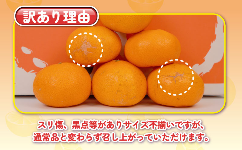 みかん 訳あり 完熟 大玉みかん 10kg 杉本屋 完熟みかん mikan わけあり 訳アリ 訳あり品 愛媛みかん 愛媛蜜柑 愛媛ミカン 温州 愛媛県産 温州みかん 果物 くだもの フルーツ 柑橘 みかん 蜜柑 産地直送 数量限定 国産 愛媛 宇和島 B010-143017